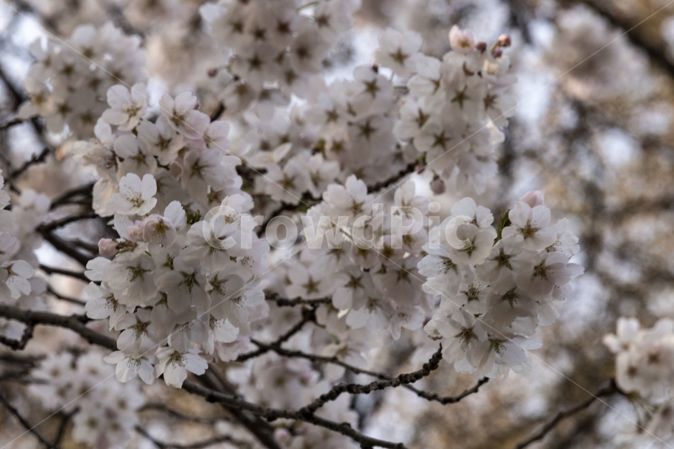 벚꽃,벚꽃나무,벚나무,흰벚꽃,cherryblossoms,봄,계절,spring,season,식물,자연,plants,nature,꽃,flower,plant,blossom