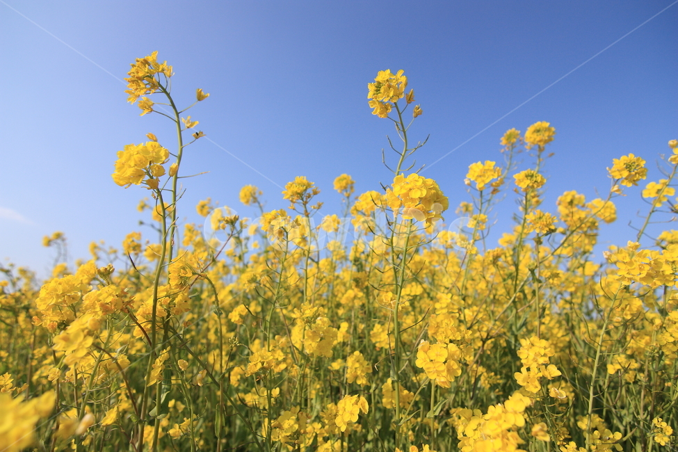 field,canola,flower,유채꽃,제주,꽃,봄,계절,spring,season,식물,자연,plants,nature,꽃,flower,들,grassland,목초지,outdoors,옥외