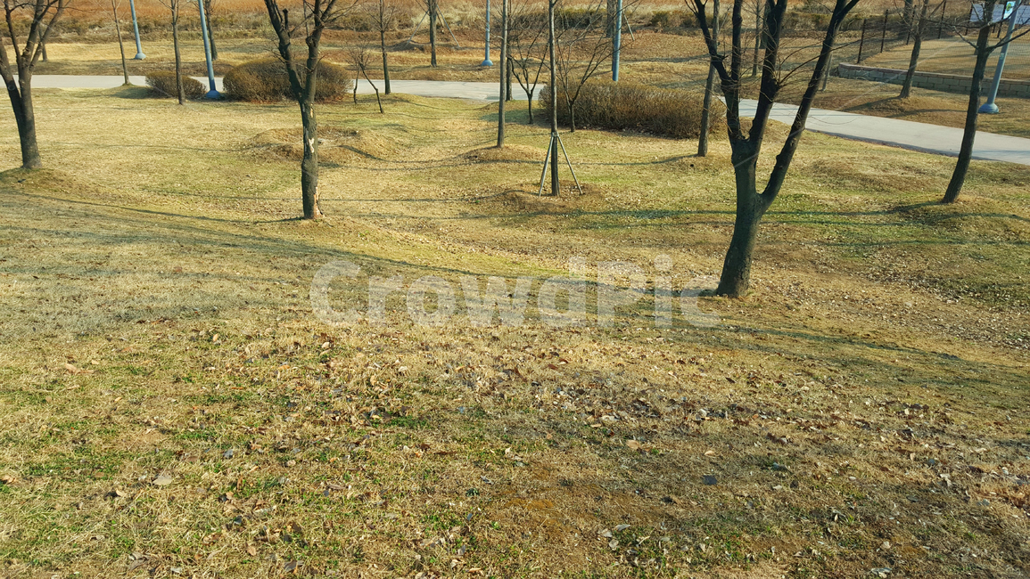 공원,나무,겨울,잔디,식물,여러가지,한국,사계절,앙상한,마른,park,trees,winter,grass,plants,various,korea,fourseasons,식물,자연,plants,nature,나무,trees,wood