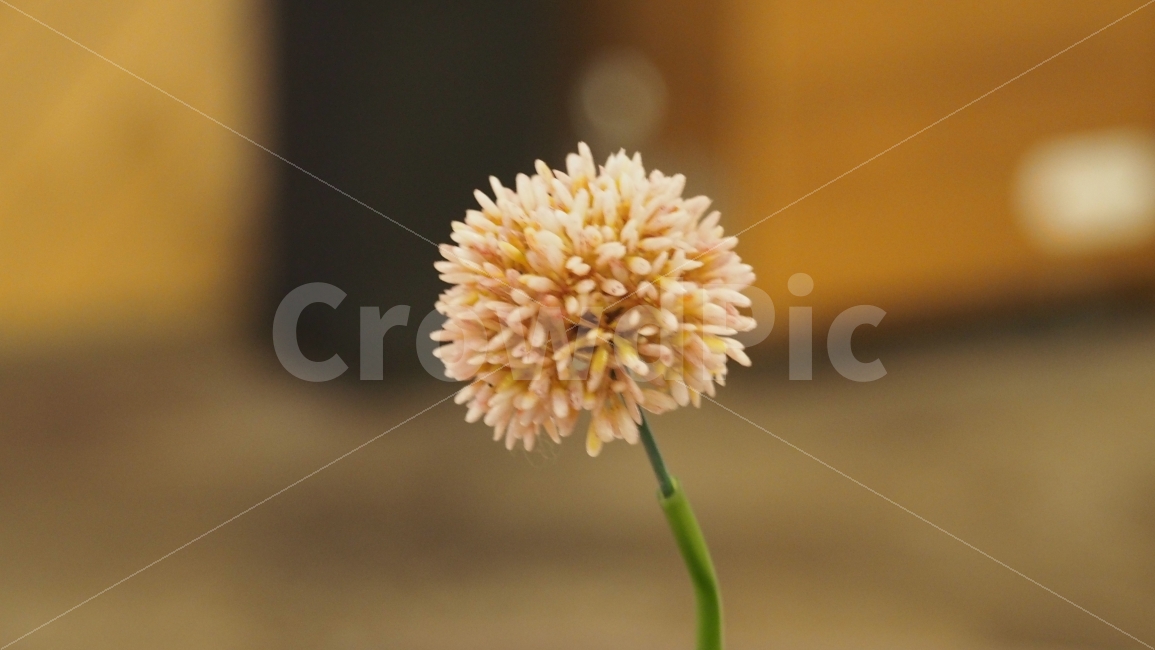 꽃,화분,봉우리,이쁜,아름답다,심도가얕다,식물,자연,plants,nature,꽃,flower