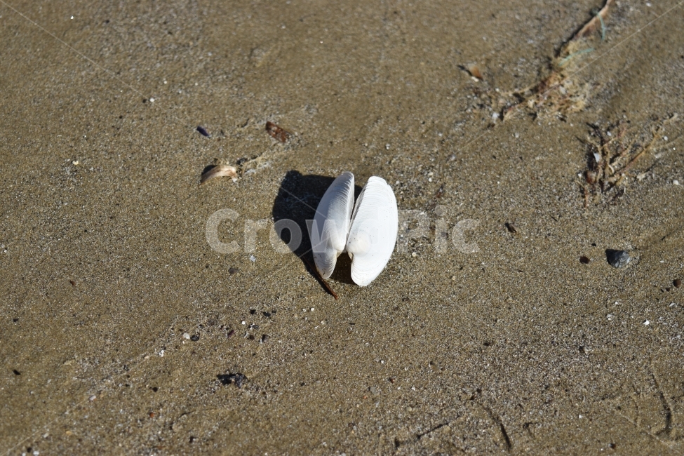 조개,조개껍질,바다,바닷가,모래,해변,바다,beach,sea