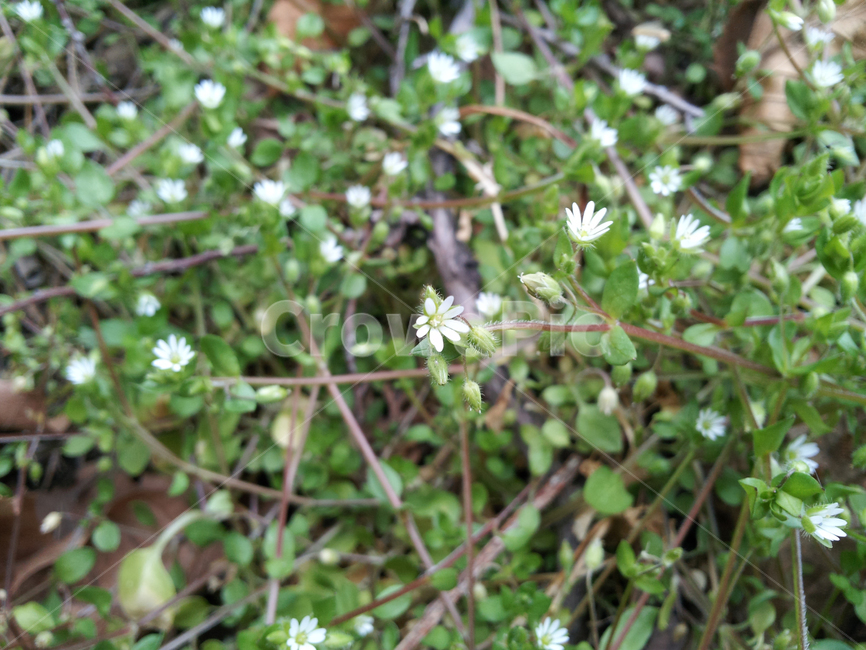 plant,식물,하얀꽃,꽃,들꽃,야생화,blossom,flower,산책,자연,nature,소박하다,순수하다,식물,자연,plants,nature,꽃,flower