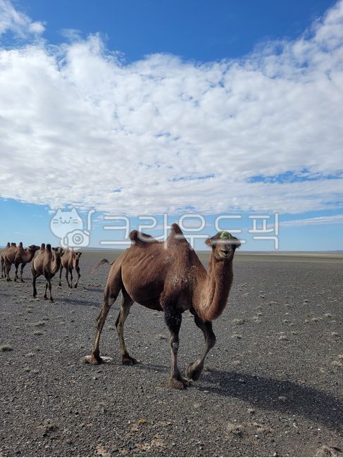 camel,gobi desert,double-humped camel,desert,mongolia