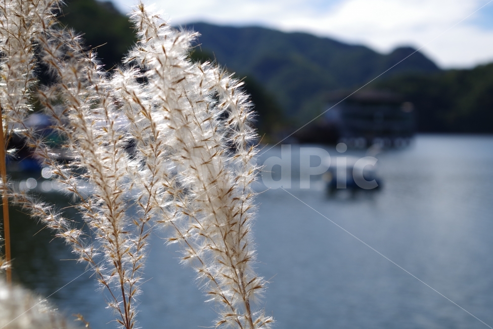 억새,억새축제,가을,호수,억새풀,가을,계절,fall,autumn,season,식물,자연,plants,nature,grass,잔디,plant,lawn