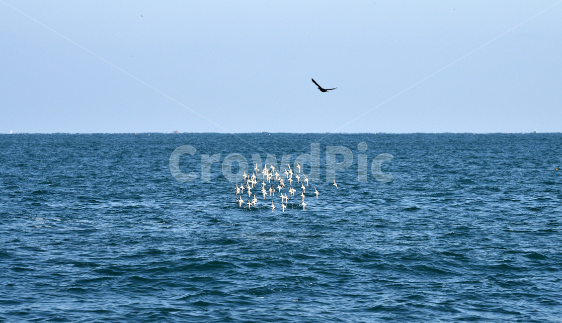 bird,새,sea,바다,nature,자연