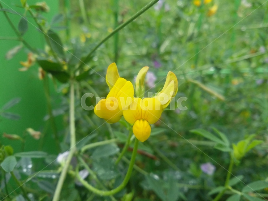 꽃,flower,식물,plant,자연,식물,자연,plants,nature