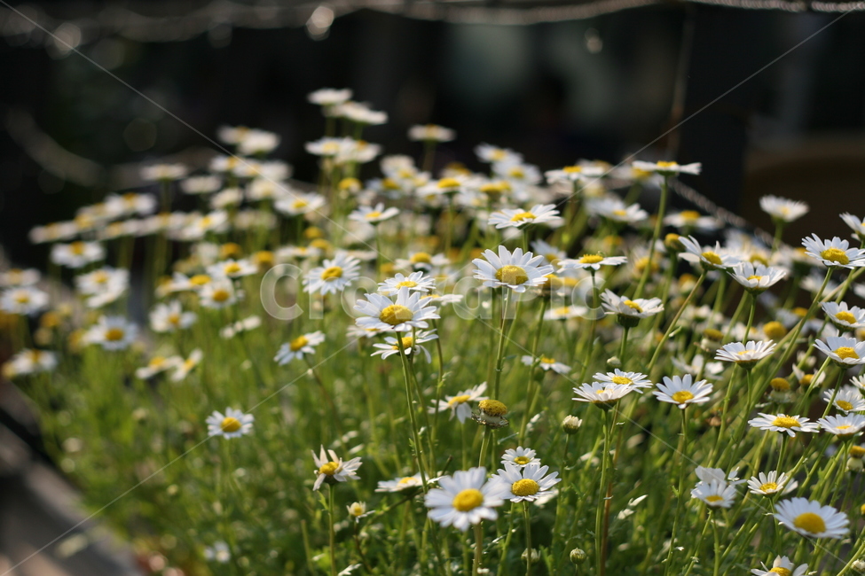 꽃,blossom,flower,daisies,데이지,daisy,plant,식물,식물,자연,plants,nature,꽃,flower