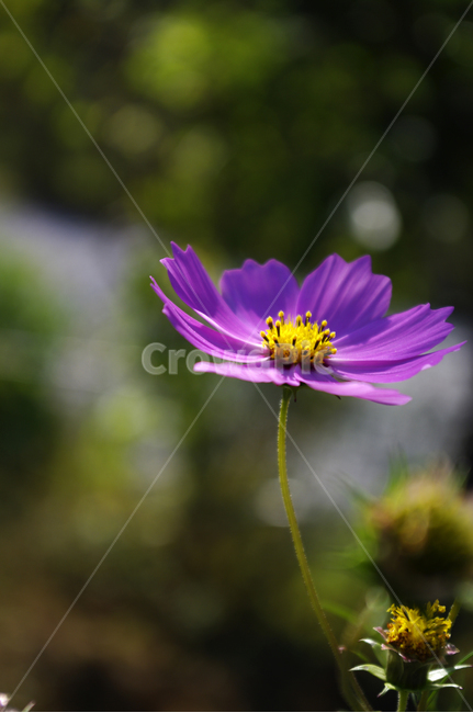 꽃,식물,flower,color,코스모스,식물,자연,plants,nature,꽃,flower