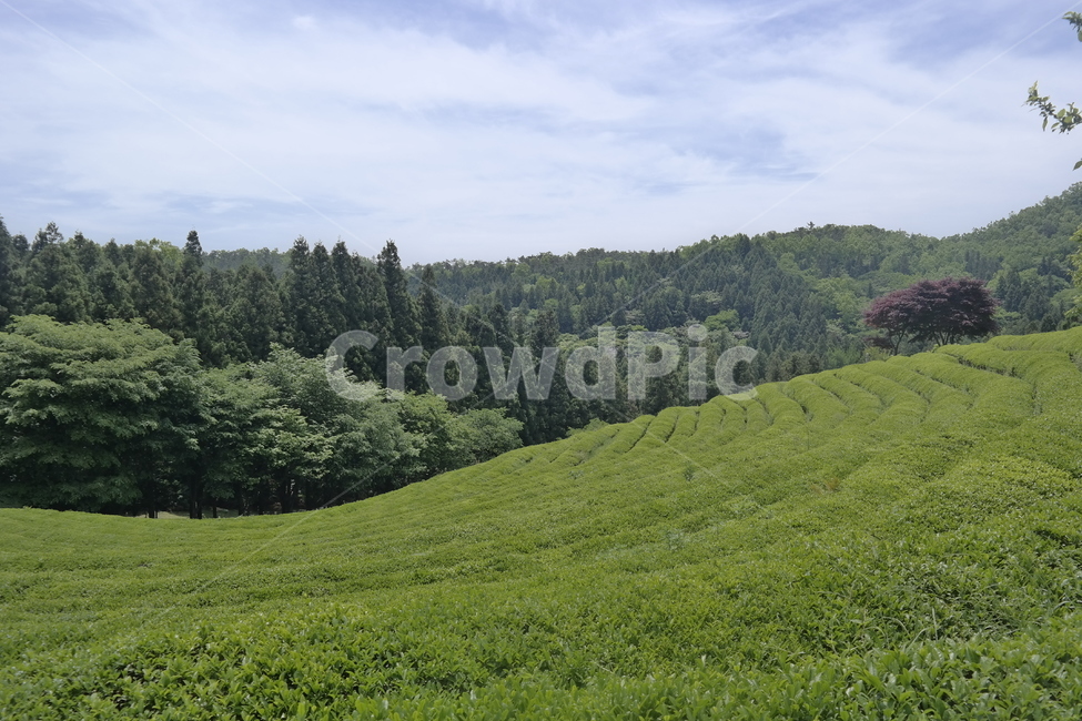 보성,녹차밭,초록색,나무,boseong,greenteefarm,tree,sky