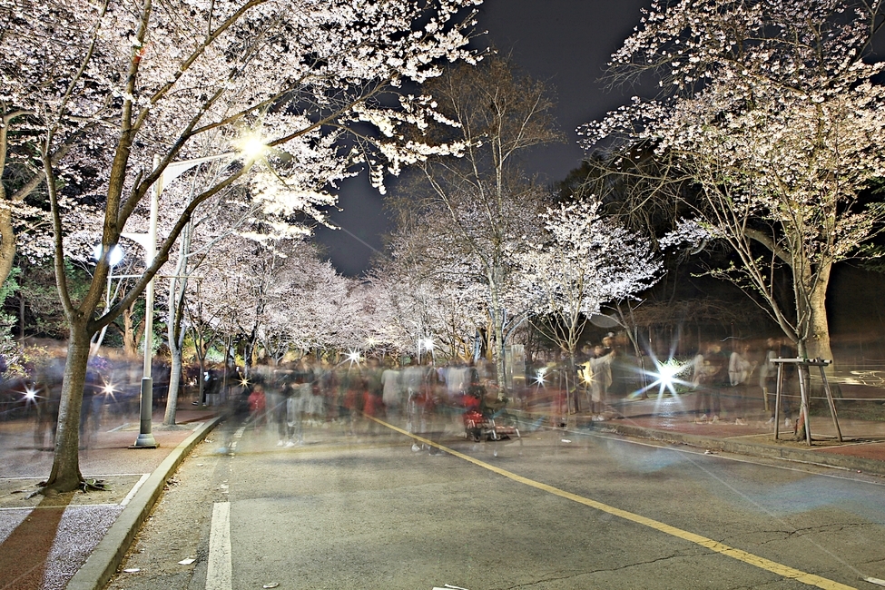 벗꽃,야간벗꽃길,인천대공원,꽃,조명,풍경,자연,배경