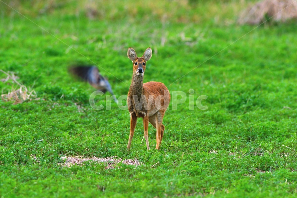 고라니,동물,야행성,초원,야생,동물,animal,포유류,mammal