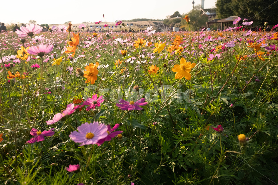 코스모스,꽃,접사,가을,하늘공원,가을,계절,fall,autumn,season,식물,자연,plants,nature,꽃,flower,grassland,목초지,field,들,outdoors,옥외