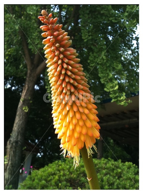 식물,꽃,니포피아,자연,flower,식물,자연,plants,nature,꽃,flower