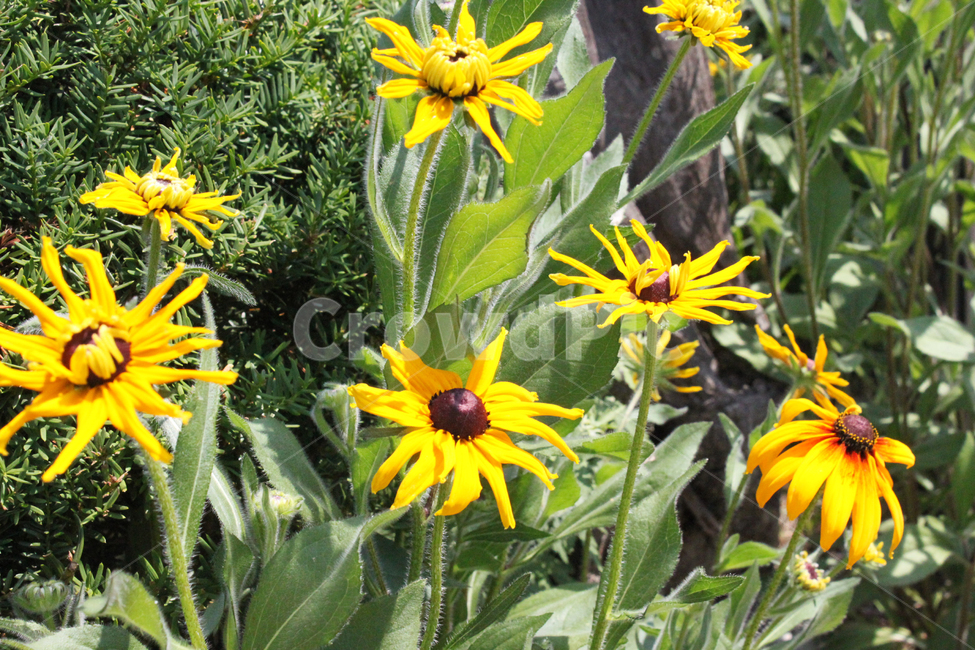 꽃,해바라기,노란색,식물,자연,flower,sunflower,yellow,plant