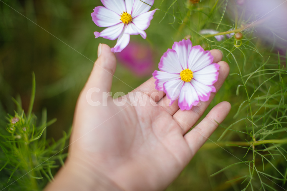 가을,person,사람,human,인간,plant,식물,꽃,코스모스,손,flower,cosmos,hand,가을,계절,fall,autumn,season