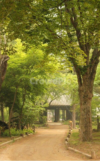 남이섬,나미나라,숲,나무,자연,녹색,그린,초록색,식물,한국,대한민국,춘천,길,도로,산책길,산책로,울타리,문,입구,출입구,출입문,기와,흙길,오솔길,흙,흙바닥