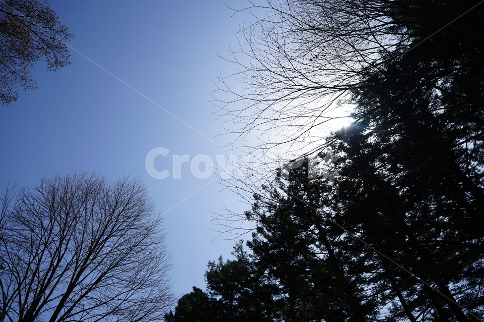 하늘,나무,잎,구름,풍경,풍경사진,그린,블루,색감,자연,감성,수목원,식물,tree,자연,풍경,nature,landscape,plant