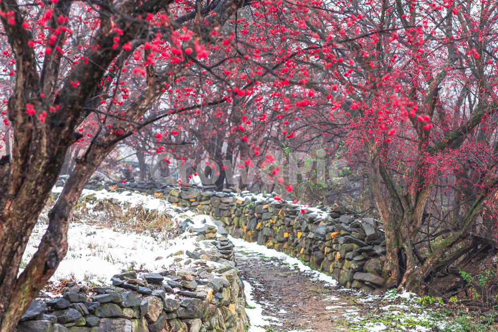 풍경,식물,산수유,마을,눈,겨울,열매,산수유열매,시골,농촌,나무,산수유나무,이천,재배,경작,산책,전원,아침,산수유마을,눈내린,농촌마을,시골마을,돌담,붉은열매,새벽,돌담길,담,담장,야외,옥외,plant,tree,winter,snow,자연,풍경,nature,landscape