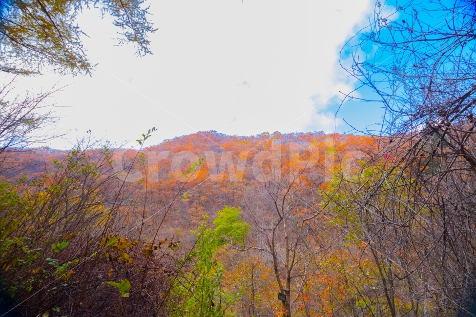 단풍,숲,산,하늘,가을,가을,계절,fall,autumn,season,자연,풍경,nature,landscape,식물,plants,나무,trees,wood,tree,plant,leaf,잎