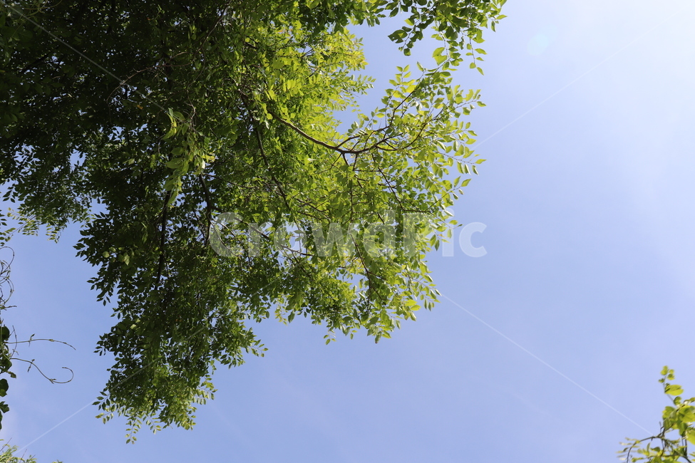 식물,나무,하늘,햇빛,자연,plant,tree,sky,nature