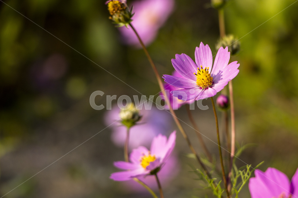 코스모스,꽃,식물,줄기,가을,자연,가을,계절,fall,autumn,season,식물,자연,plants,nature,꽃,flower,plant