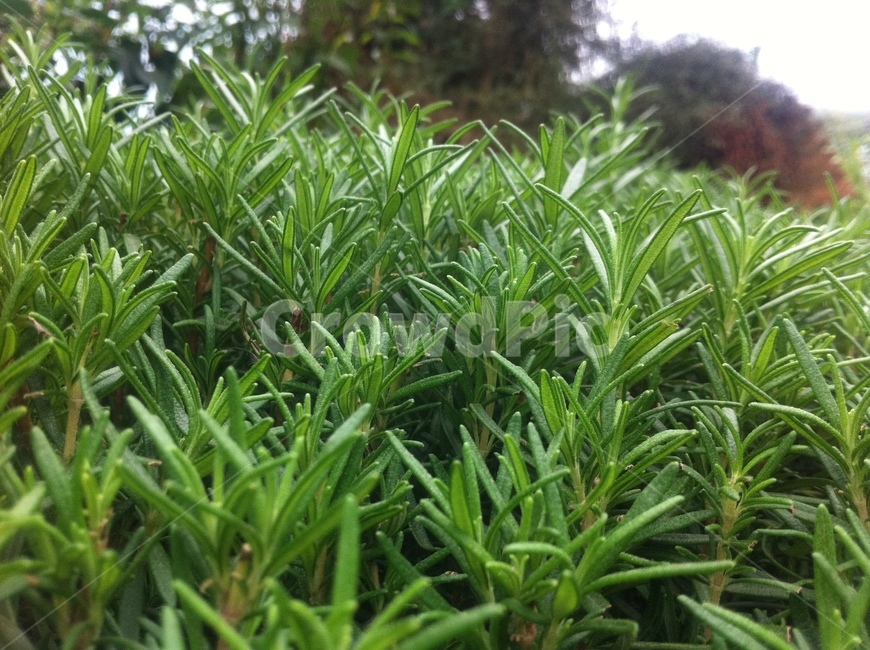 로즈마리,식물,plant,rosemary,허브,herb