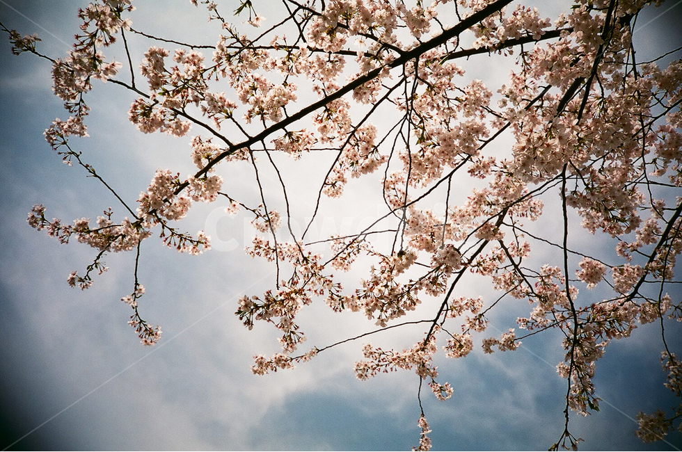 plant,식물,blossom,꽃,flower,cherryblossom,벚꽃,벚꽃나무,로모사진