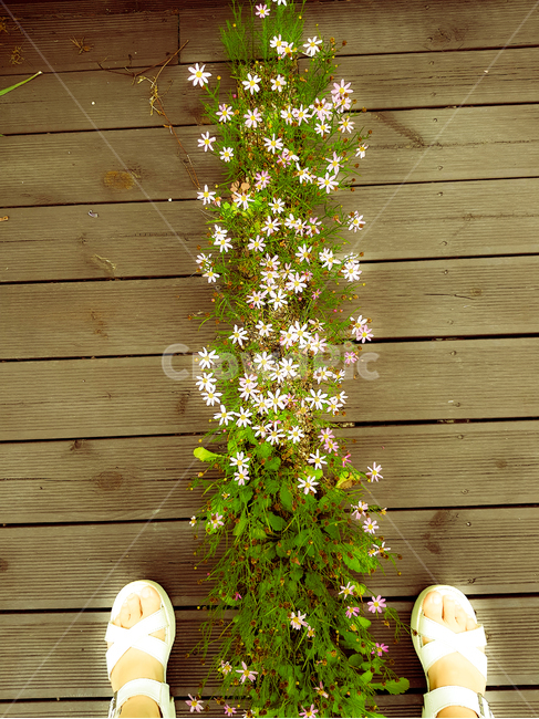 꽃,여름,흰꽃,샌들,화단,flower,summer,whiteflower,들꽃,감성,힐링,healing