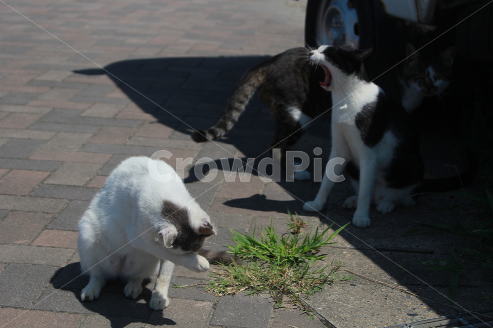 고양이,고양이거리,고양이세마리,길거리,야외,동물,animal,포유류,mammal,고양이,cat,kitten,kitty