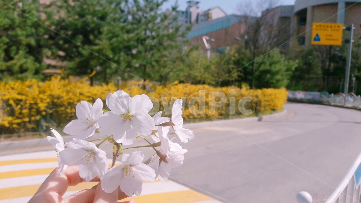 봄,벚꽃,개나리,자연,꽃,풍경,spring,노란색,핑크,분홍,nature,yellow,pink,길,봄날,손,여자손,여자,hand,hands,flower,길가,girl,woman