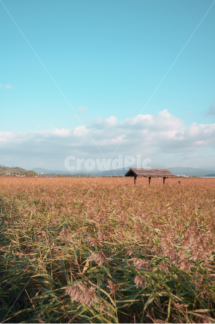 갈대,순천만,순천만습지,배경화면,풍경,자연,하늘,구름,sky,landscape,blue,cloud,자연,풍경,nature,landscape,outdoors,옥외,soil,흙,grassland,목초지,field,들