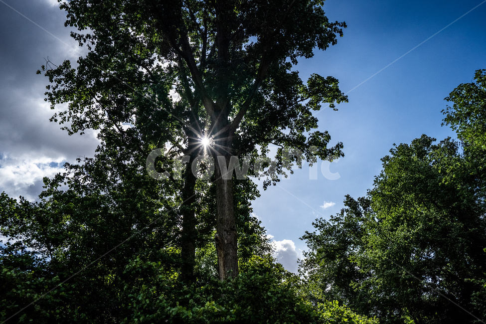 나무,하늘,풍경,유럽,암스테르담,자연,풍경,nature,landscape,light,빛,flare,플레어,tree,plant,식물
