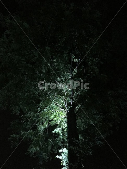 야간,조명,나무,빛,어두운,감성,야경,밤,풍경,nightscape,night,landscape,식물,자연,plants,nature,나무,trees,wood