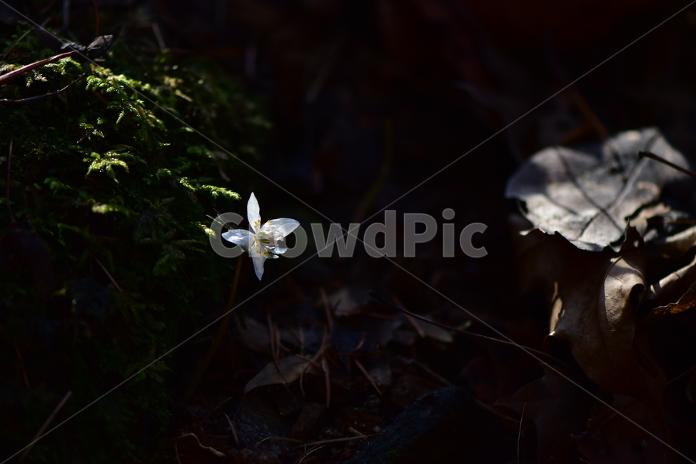 너도바람꽃,야생화,봄,꽃,풀꽃,자연,식물,식생,감성,힐링,plants,nature,spring,season,flower,emotion,feeling,흰색,초본,너도바람꽃속