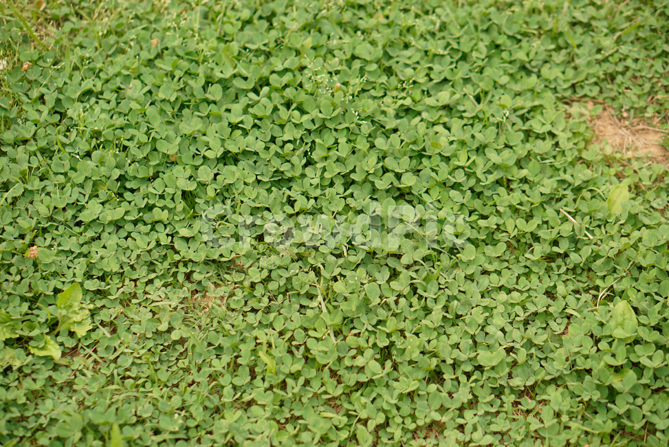 행운,행복,클로버,clover,들풀,plant,Happiness,luck,nature