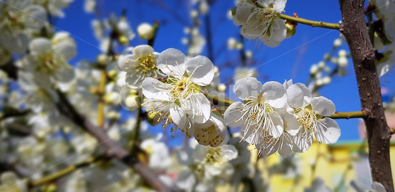 꽃,flower,배꽃,흰색꽃,여름,청량,봄,계절,spring,season,식물,자연,plants,nature,꽃,flower,plant