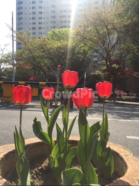 plant,식물,blossom,꽃,flower,튤립,화분,화단,빨간꽃,빨간튤립,햇볓,햇살,아파트