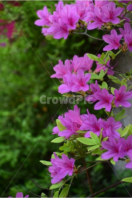 철쭉,철쭉꽃,봄꽃,봄,붉은철죽,봄,계절,spring,season,식물,자연,plants,nature,꽃,flower,blossom,geranium,제라늄,plant