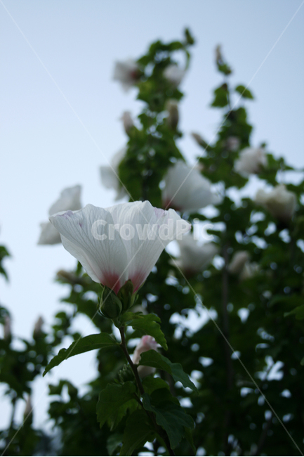 무궁화,식물,flower,plants,nature,꽃,꽃봉오리,식물,자연,plants,nature,꽃,flower