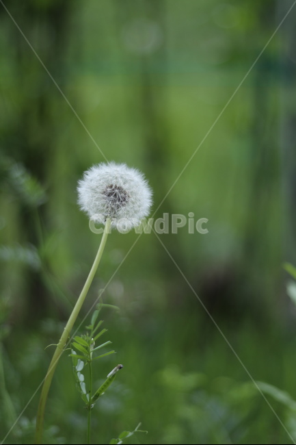 민들레홀씨,흰색,5월,봄,맑음,식물,자연,plants,nature,꽃,flower