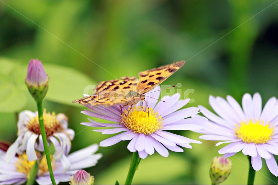 자연,꽃,풀,나비,감성,아웃포커싱,flower,nature,개미취,butterfly,호랑나비,꿀,날개,여름,풍경,식물,자연,plants,nature,꽃,flower,동물,animal,곤충,벌레,insect,bug