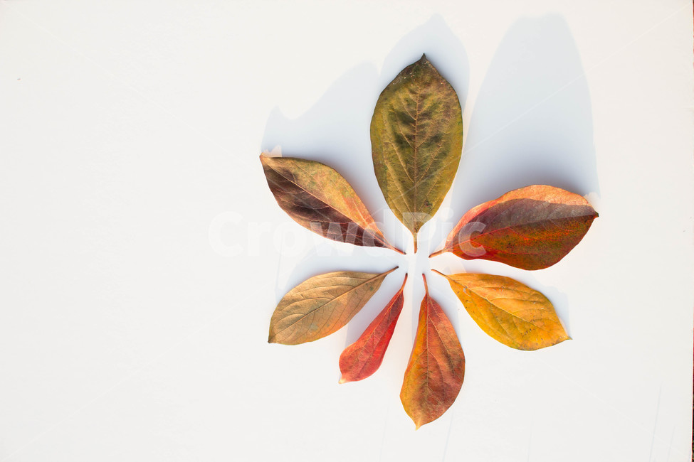 노랑,주황색,계절별,계절,노화,갈색,시즌,배경,단풍,가을,낙엽,leaf,잎,plant,식물,가을,계절,fall,autumn,season
