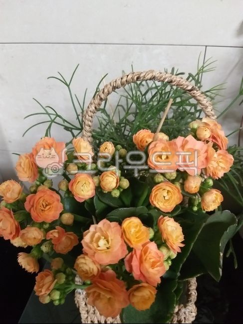 칼란디바,카랑코에,식물,꽃,화분,노란색,주황색,카랑코에꽃,plant,blossom,flower,nature