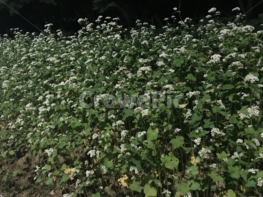 메밀꽃,들꽃,꽃,야생화,감성,밤,산책,새벽