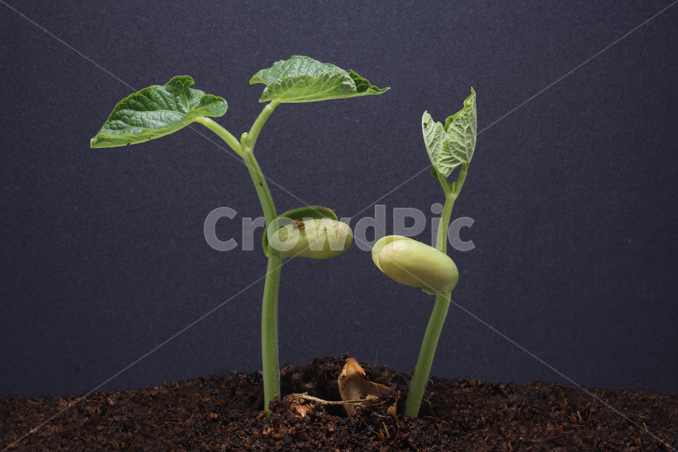 강낭콩,plant,식물,새싹,콩,초록,자연,농업,식량,green,agriculture,kidneybeans,beans