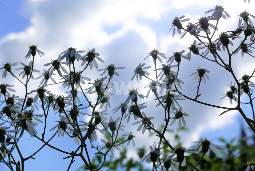 들국화,가을꽃,식물,자연,하늘,식물,자연,plants,nature,꽃,flower