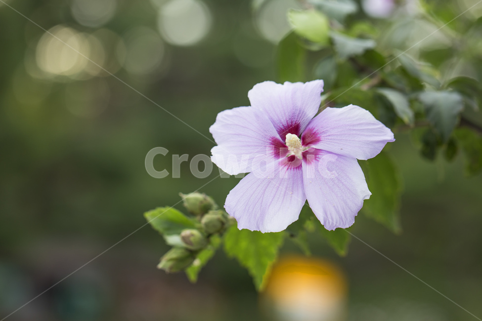 꽃,식물,무궁화,무궁화꽃,분홍색,한국,국화,식물,자연,plants,nature,꽃,flower