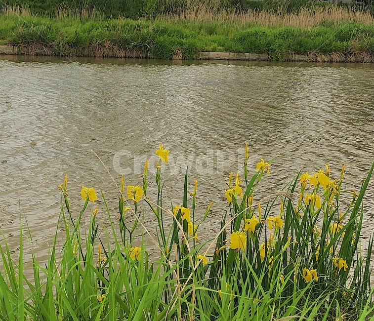 꽃,노란꽃창포,irispseudacorus,강가,flower