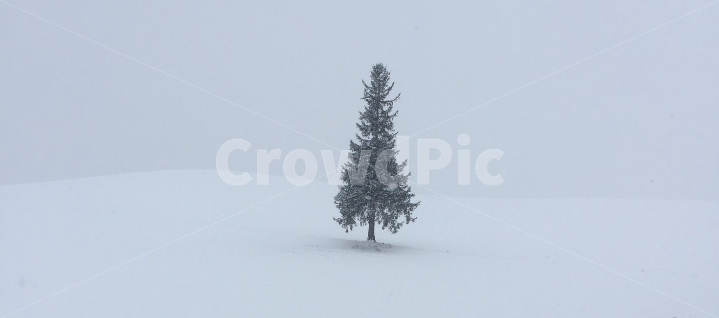 겨울,크리스마스,크리스마스트리,크리스마스나무,트리,tree,눈,전나무,겨울,계절,winter,season,자연,풍경,nature,landscape
