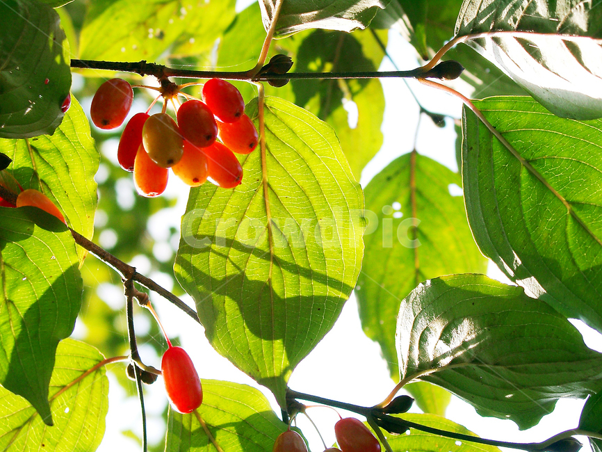 산수유,열매,과일,농작물,농촌,과일,열매,fruit